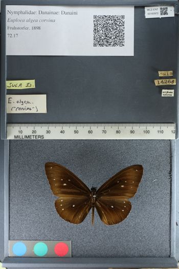 Media type: image;   Entomology 160972